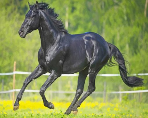 Beauriful Black Horse paint by numbers