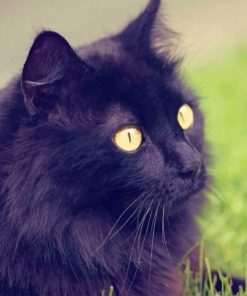 Beautiful Cat With Yellow Eyes paint by numbers
