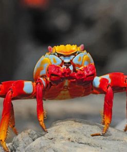 Beautiful Crab Paint By Numbers
