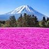Beautiful Mountain Purple Flower Field Paint By Numbers