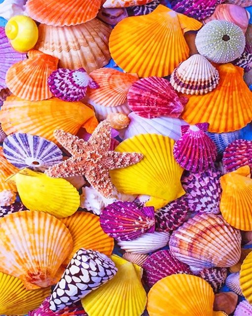 Beautiful Seashell paint by number