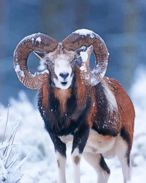 Big Horned Sheep In Snow paint by number