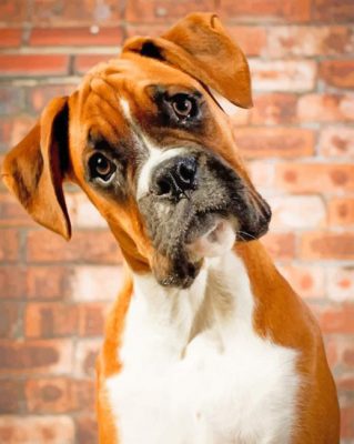 Boxer Dog Portrait - Animals Paint By Numbers - Num Paint Kit