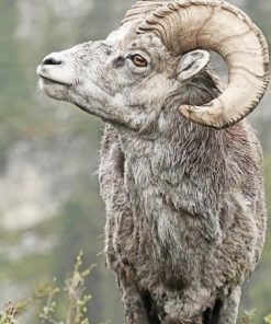 Brown Big Horned Sheep paint by number
