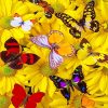 Butterflies Yellow Flowers paint by number