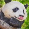 Cute Animal Panda paint by numbers