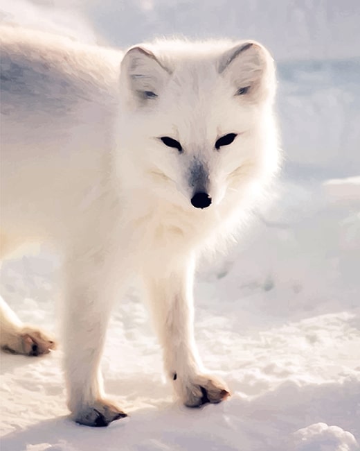 White Arctic Fox - Animals Paint By Numbers - Paint by numbers