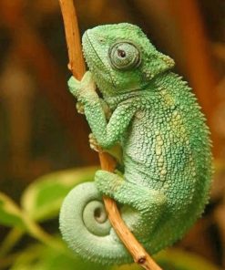 Cute Chameleon Reptile paint by numbers