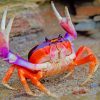 Cute Crab Paint By Numbers