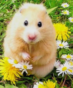 Cute Hamster Paint By Numbers