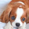 Cute King Charles Spaniel Puppy Paint By Numbers