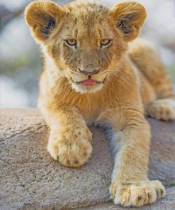 Cute Lion Baby paint by numbers