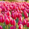 garden pin tulip adult paint by numbers