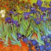 Irises Vincent Van Gogh Paint By Numbers
