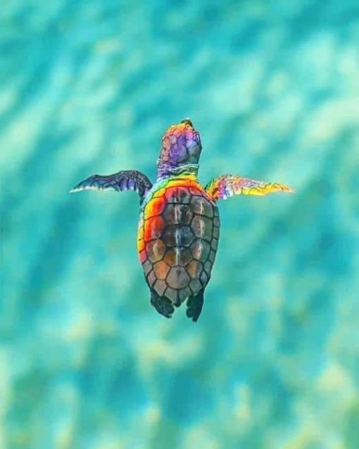 Rainbow Sea Turtle - Paint By Numbers - Num Paint Kit