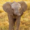 Sweet Baby Elephant paint by numbers