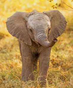 Sweet Baby Elephant paint by numbers
