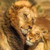 True Love Cute Lion and Lioness paint by numbers