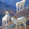 White Big Horned Sheeps Artwork paint by number