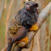 Black And Yellow Handed Tamarin Monkey paint by numbers