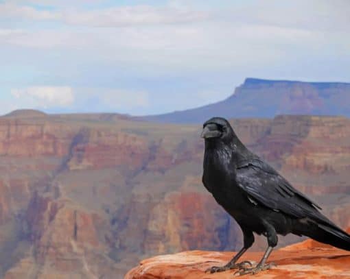 Black Crow On Grand Canyon Arizona paint by numbers