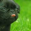 Black French Bulldog Puppy paint by numbers