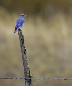 Blue Bird On Brown Stick paint by numbers