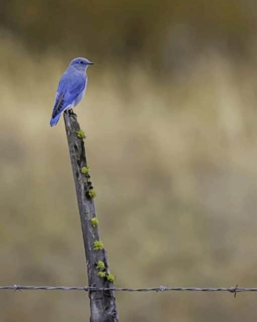 Blue Bird On Brown Stick paint by numbers