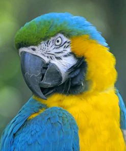 Closeup Yellow Teal Parrot