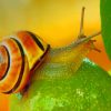 Colorful Snail On Green Mango Fruit paint by numbers