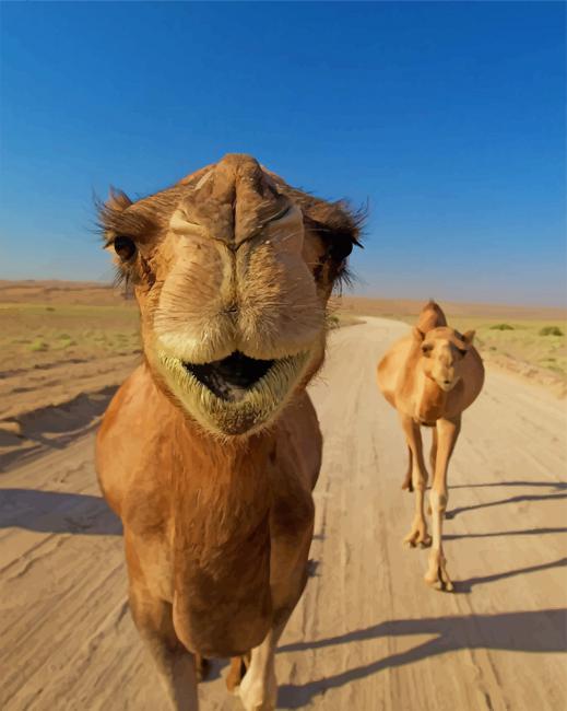 Funny Camels In Desert - Animals Paint By Numbers - NumPaint - Paint by  numbers