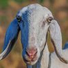 Domestic Goat In Farm paint by numbers