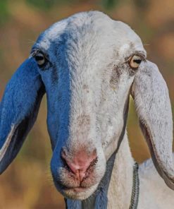 Domestic Goat In Farm paint by numbers