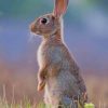 European Rabbit paint by numbers