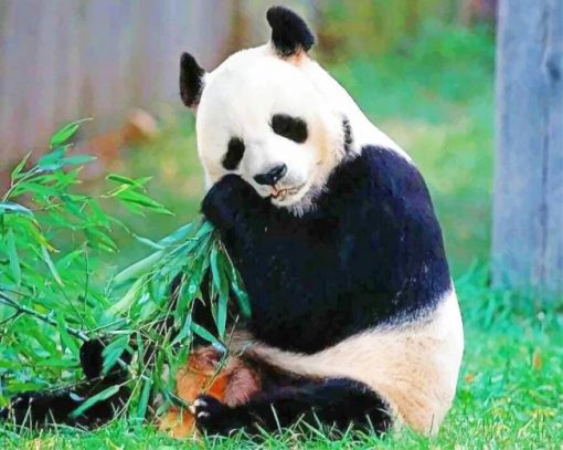 Friendly Panda In Nature With His Food paint by numbers