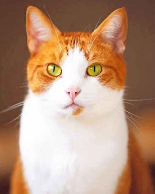 Green Eyes Cat paint by numbers