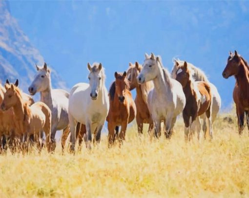 Herd Of Mustang paint by numbers