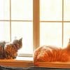 Home Cats Sitting On Window paint by numbers