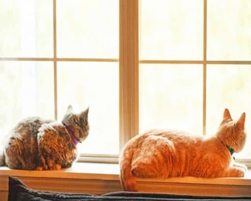 Home Cats Sitting On Window paint by numbers