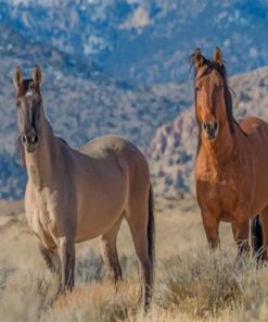 Wild Horses paint by numbers