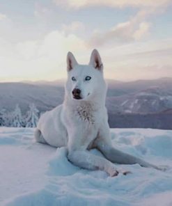White Husky paint by numbers