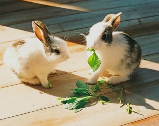 Rabbits Eating Herbs paint by numbers