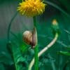 Snail And Yellow Pleated Flower paint by numbers