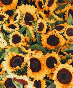 Beautiful Sunflowers paint by numbers