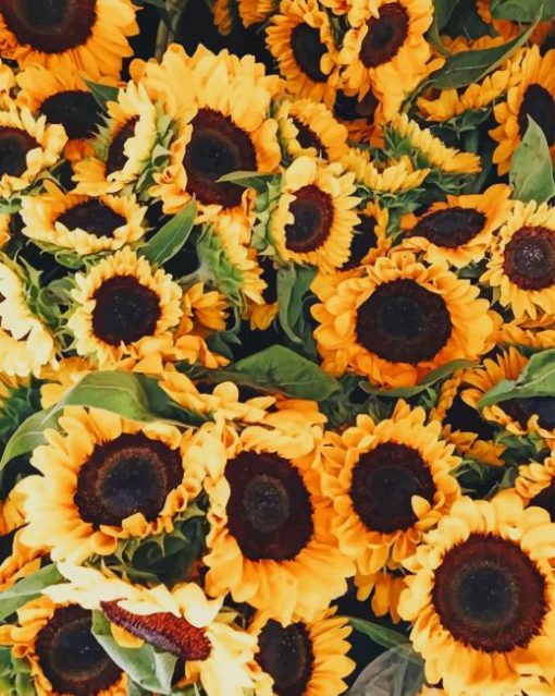Beautiful Sunflowers paint by numbers