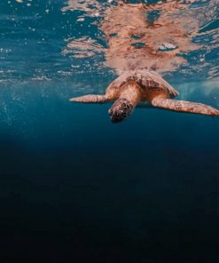 Turtle In Deep Ocean paint by numbers