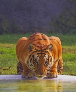 Yellow Tiger Drinking Water In Jungle paint by numbers