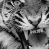Angry Tiger Black And White paint by numbers