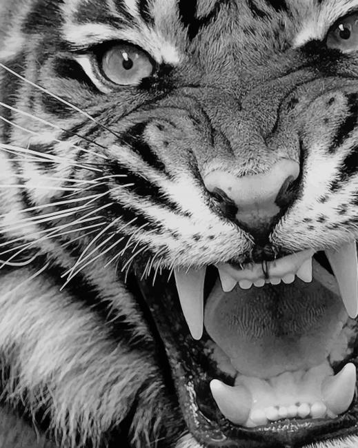 Angry Tiger Black And White - Animals Paint By Numbers - NumPaint - Paint  by numbers