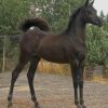 Arabian Black Horse paint by numbers
